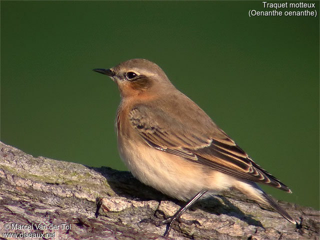 Northern Wheatear