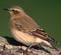 Northern Wheatear