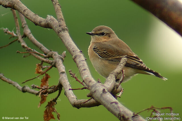 Northern Wheatear