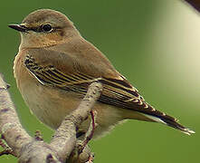 Northern Wheatear