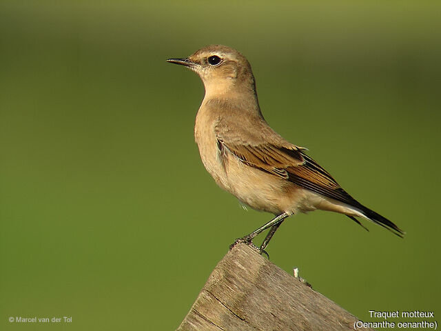 Northern Wheatear