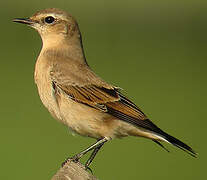 Northern Wheatear