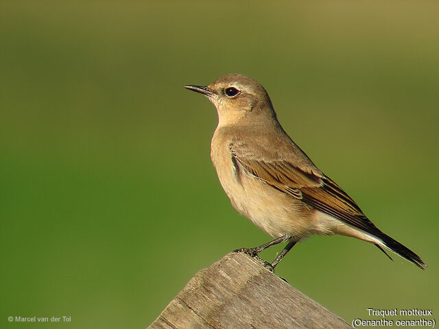 Northern Wheatear