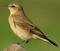 Northern Wheatear