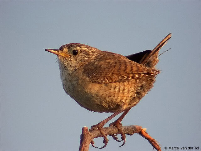 Eurasian Wren