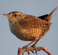 Eurasian Wren