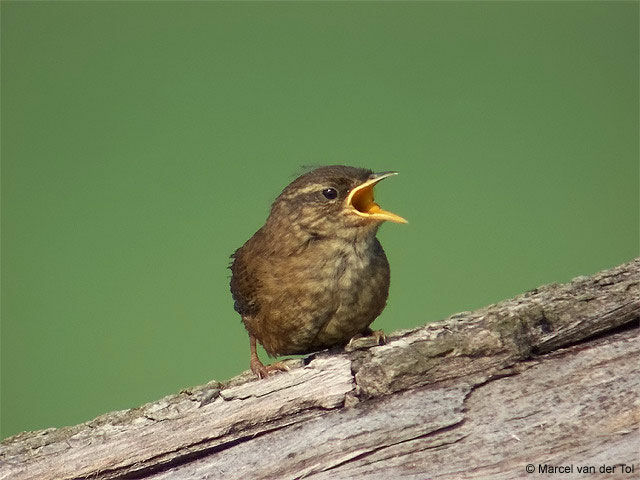 Troglodyte mignon