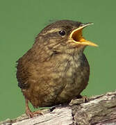 Eurasian Wren