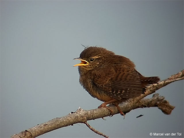 Eurasian Wren