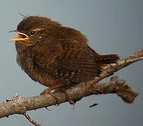 Eurasian Wren