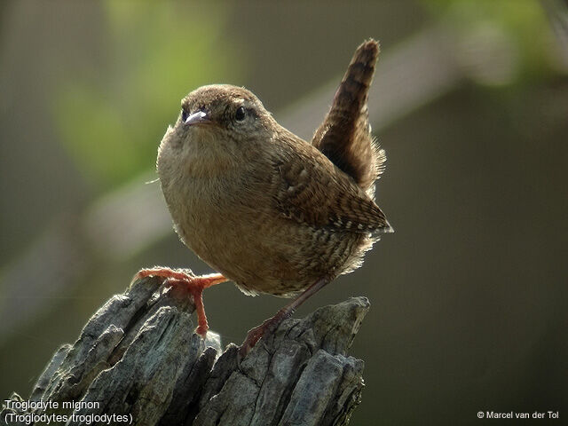 Troglodyte mignon