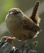 Eurasian Wren