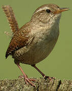 Eurasian Wren