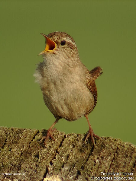 Eurasian Wren