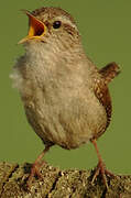 Eurasian Wren