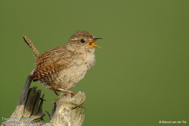 Troglodyte mignon