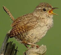 Eurasian Wren