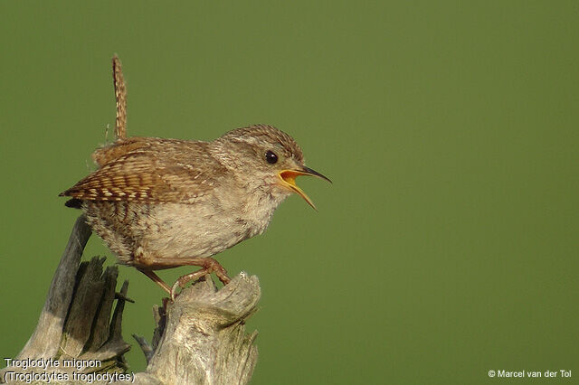 Eurasian Wren