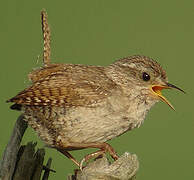 Eurasian Wren