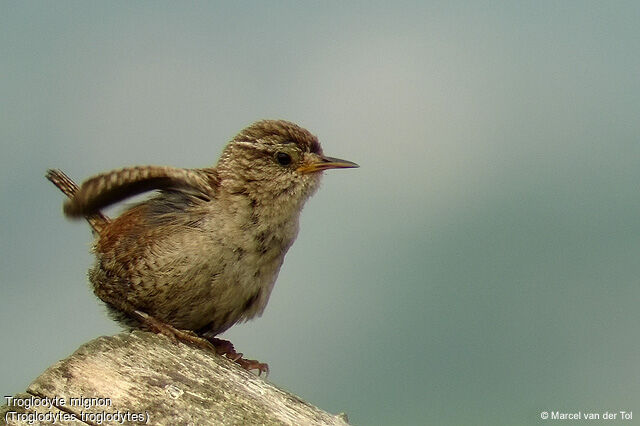 Eurasian Wren