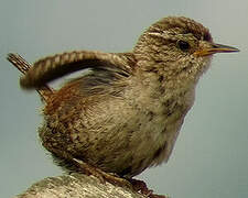 Eurasian Wren