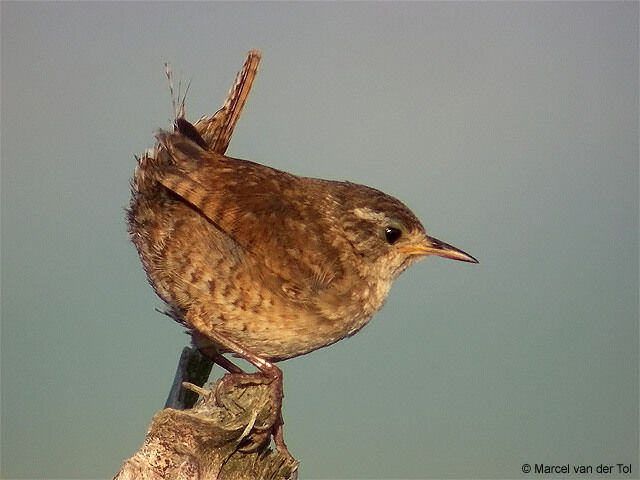 Eurasian Wren