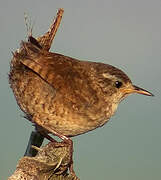 Eurasian Wren