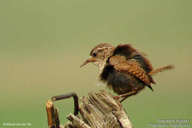 Eurasian Wren