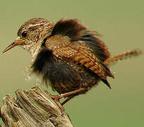 Eurasian Wren