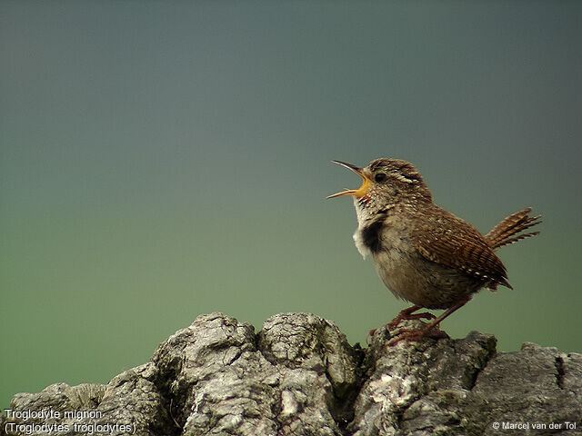 Eurasian Wren