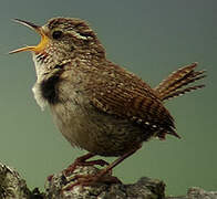 Eurasian Wren