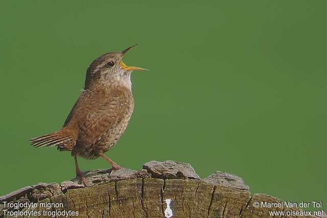 Eurasian Wren male adult