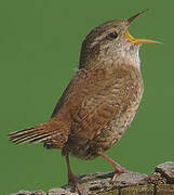 Eurasian Wren