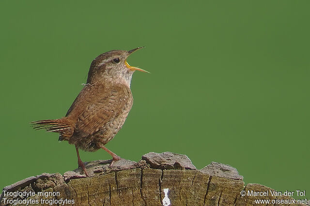 Eurasian Wren male adult