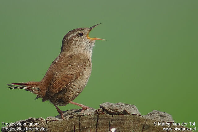 Eurasian Wren male adult