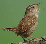 Eurasian Wren