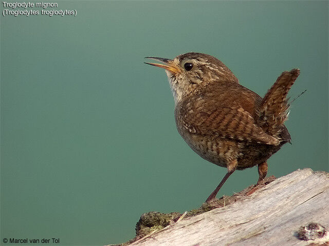 Eurasian Wren