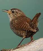 Eurasian Wren