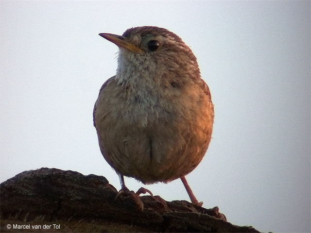 Eurasian Wren