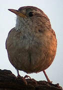 Eurasian Wren