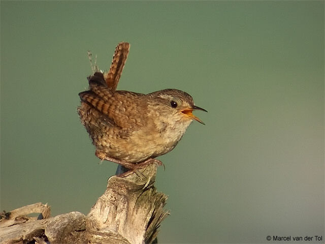 Eurasian Wren