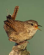 Eurasian Wren