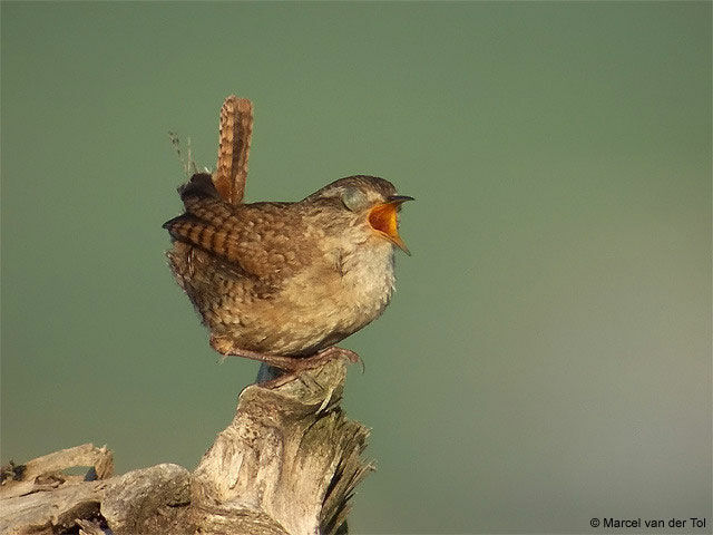 Eurasian Wren