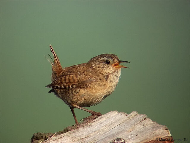 Eurasian Wren