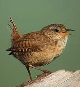 Eurasian Wren