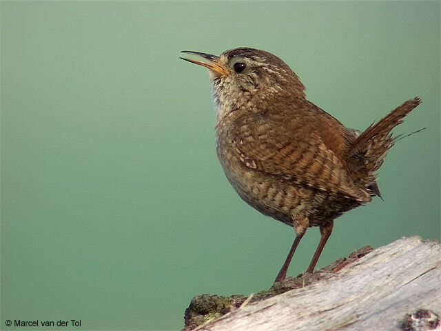 Eurasian Wren