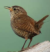 Eurasian Wren