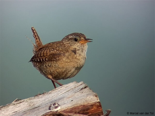 Eurasian Wren