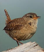 Eurasian Wren