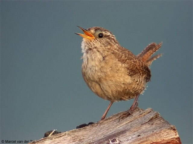 Eurasian Wren